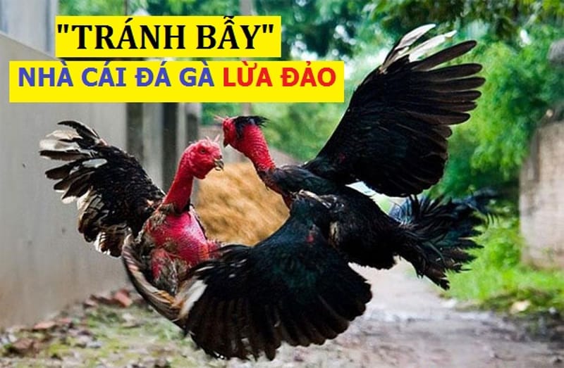 Đá gà lừa đảo